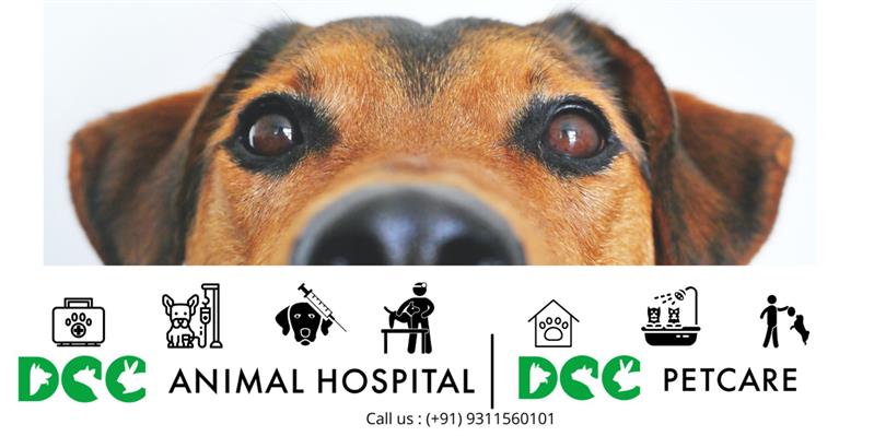 dcc-animal-hospital-&-petcare---dogs-cats-&-companions